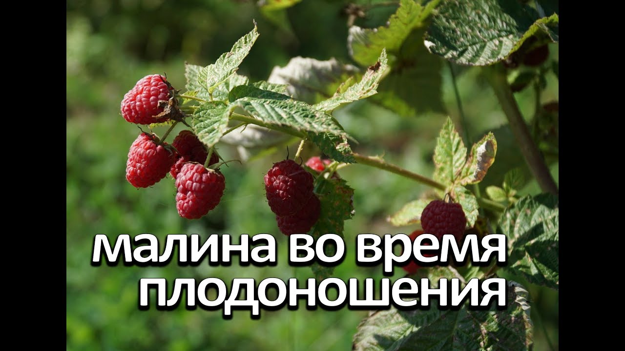 Нажмите, чтобы запустить видео