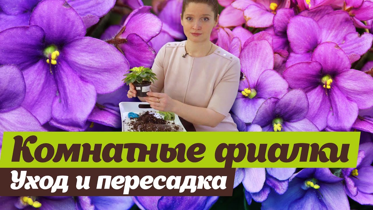 Нажмите, чтобы запустить видео