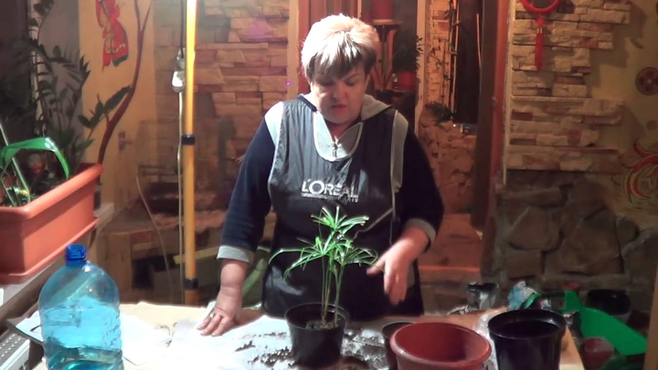 Нажмите, чтобы запустить видео