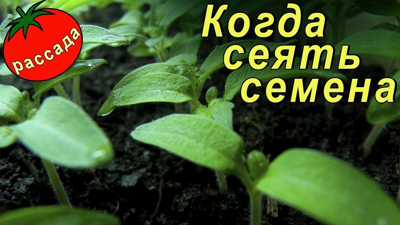 Нажмите, чтобы запустить видео