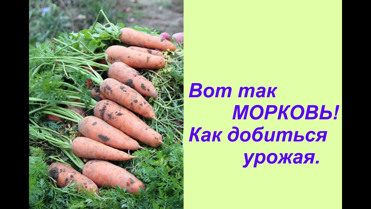 Нажмите, чтобы запустить видео