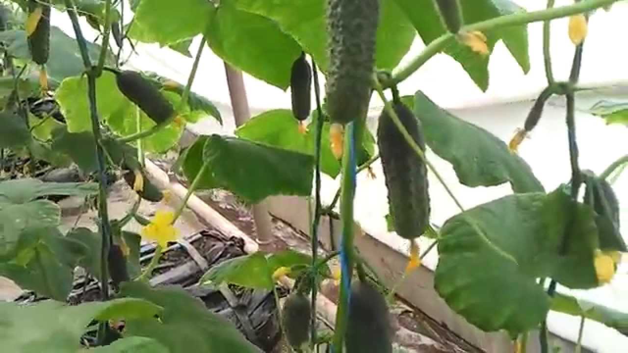 Нажмите, чтобы запустить видео
