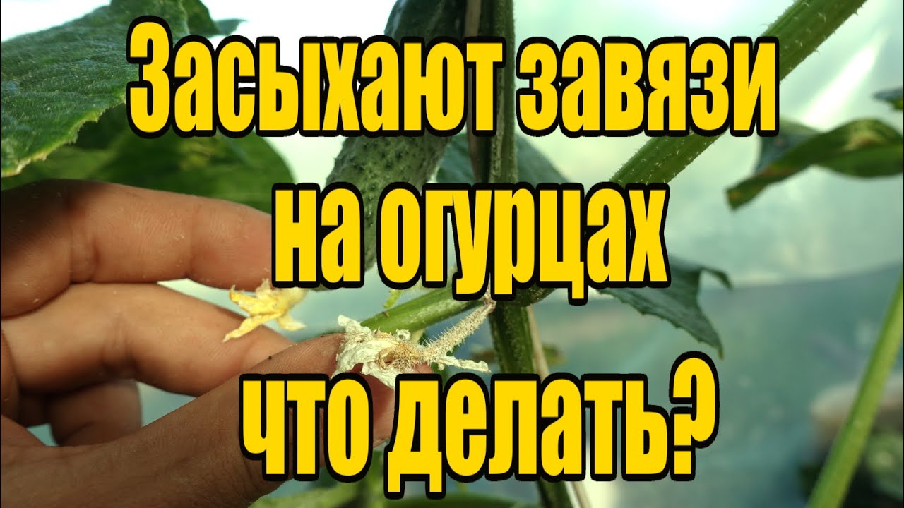 Нажмите, чтобы запустить видео