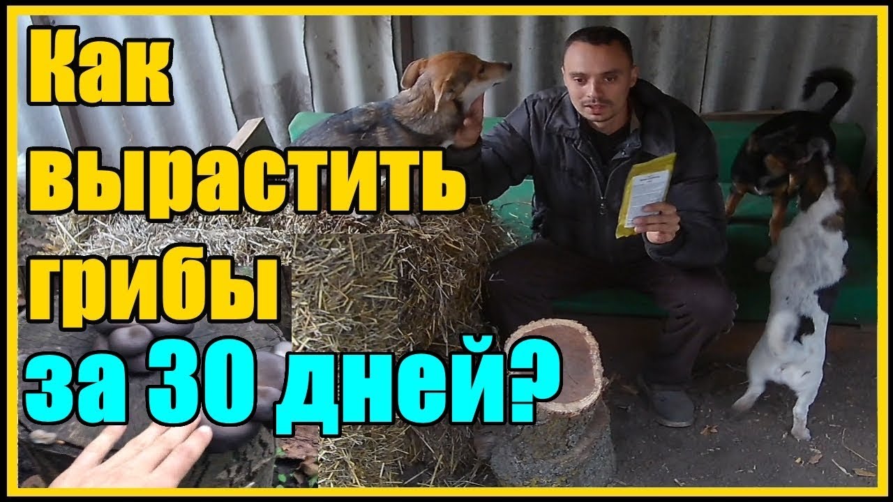 Нажмите, чтобы запустить видео