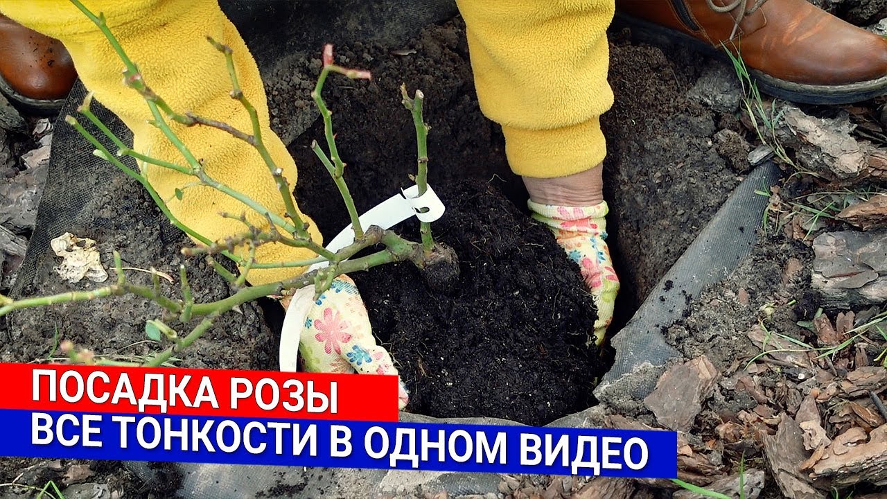 Нажмите, чтобы запустить видео