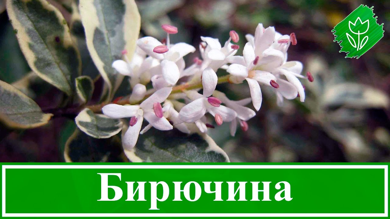 Нажмите, чтобы запустить видео