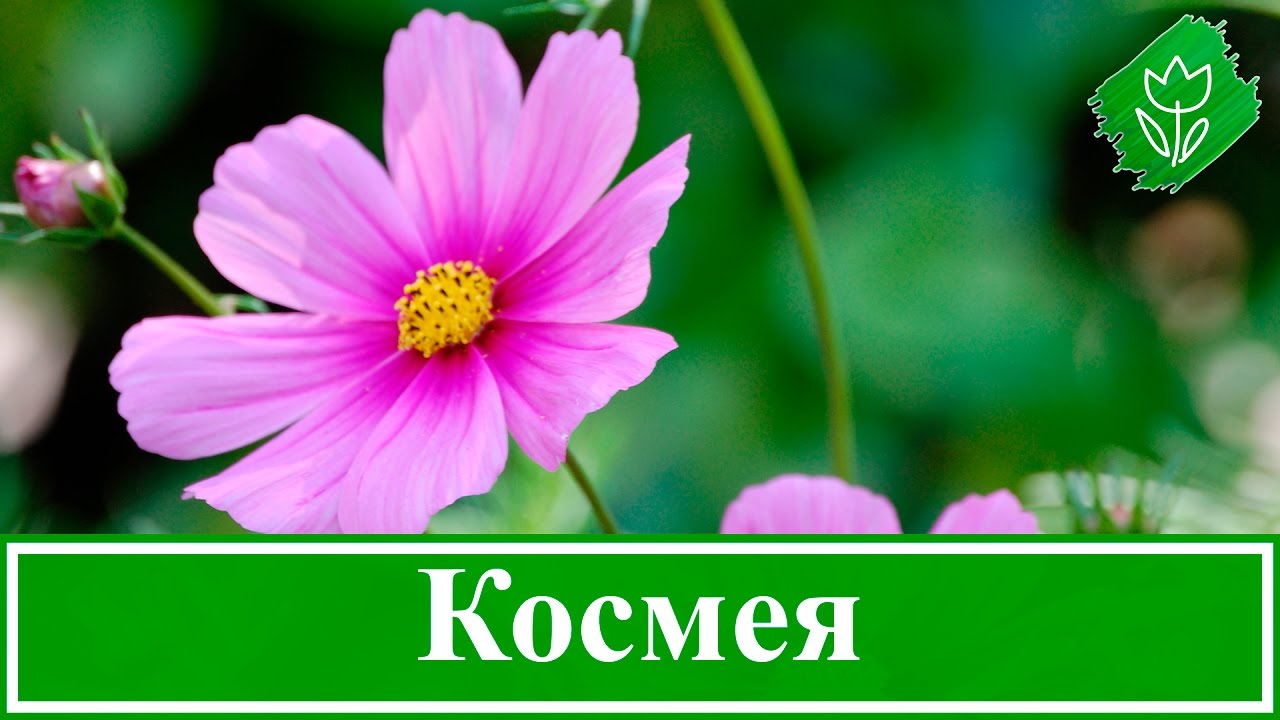 Нажмите, чтобы запустить видео