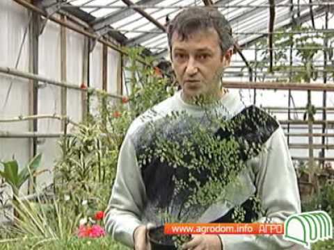 Нажмите, чтобы запустить видео