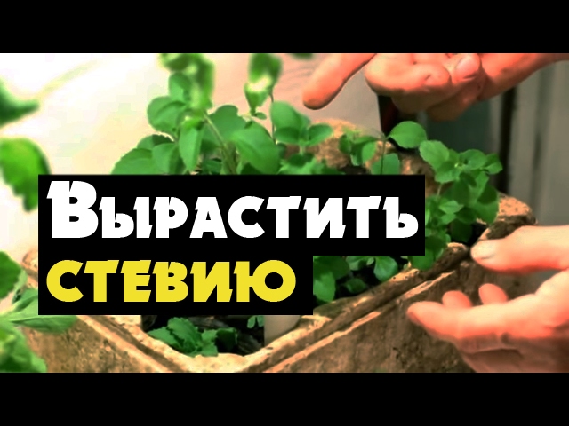 Нажмите, чтобы запустить видео