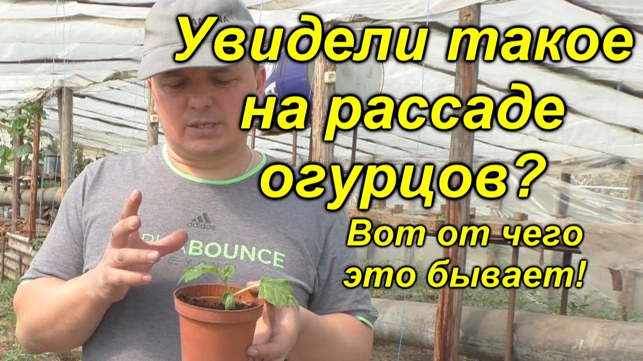 Нажмите, чтобы запустить видео