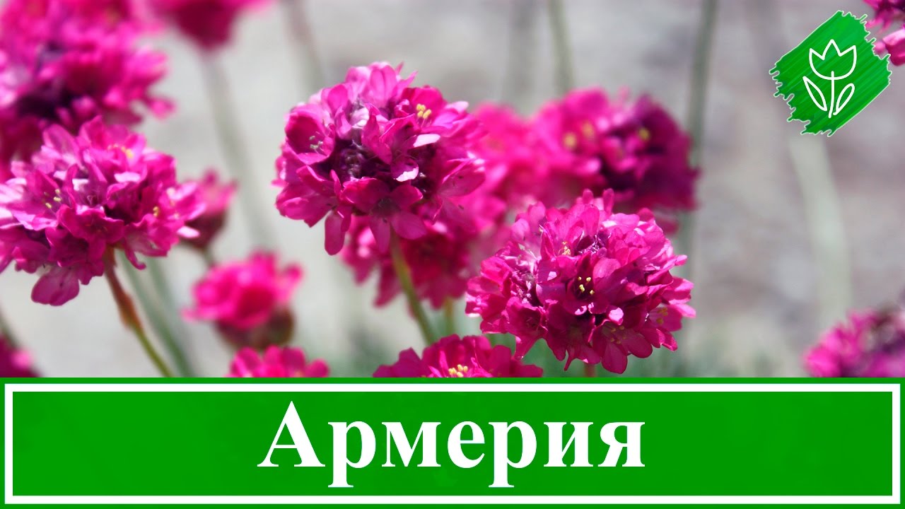 Нажмите, чтобы запустить видео