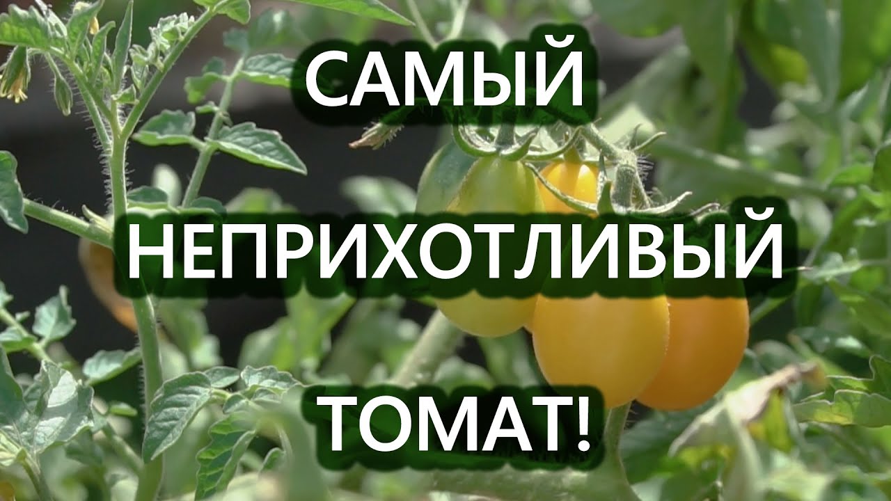 Нажмите, чтобы запустить видео