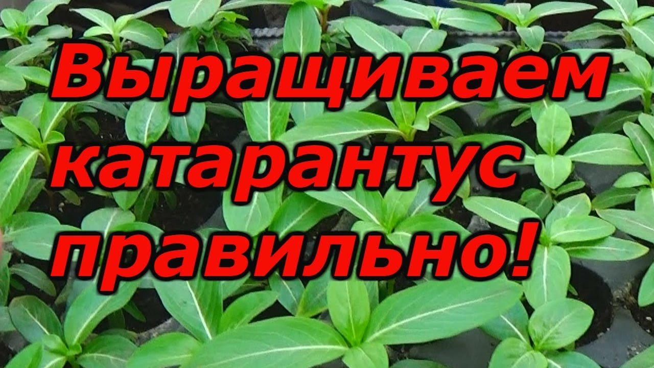 Нажмите, чтобы запустить видео