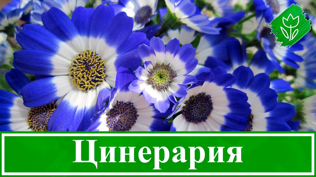 Нажмите, чтобы запустить видео