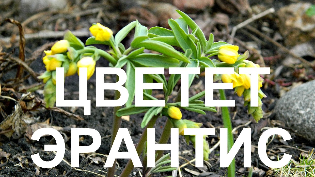 Нажмите, чтобы запустить видео