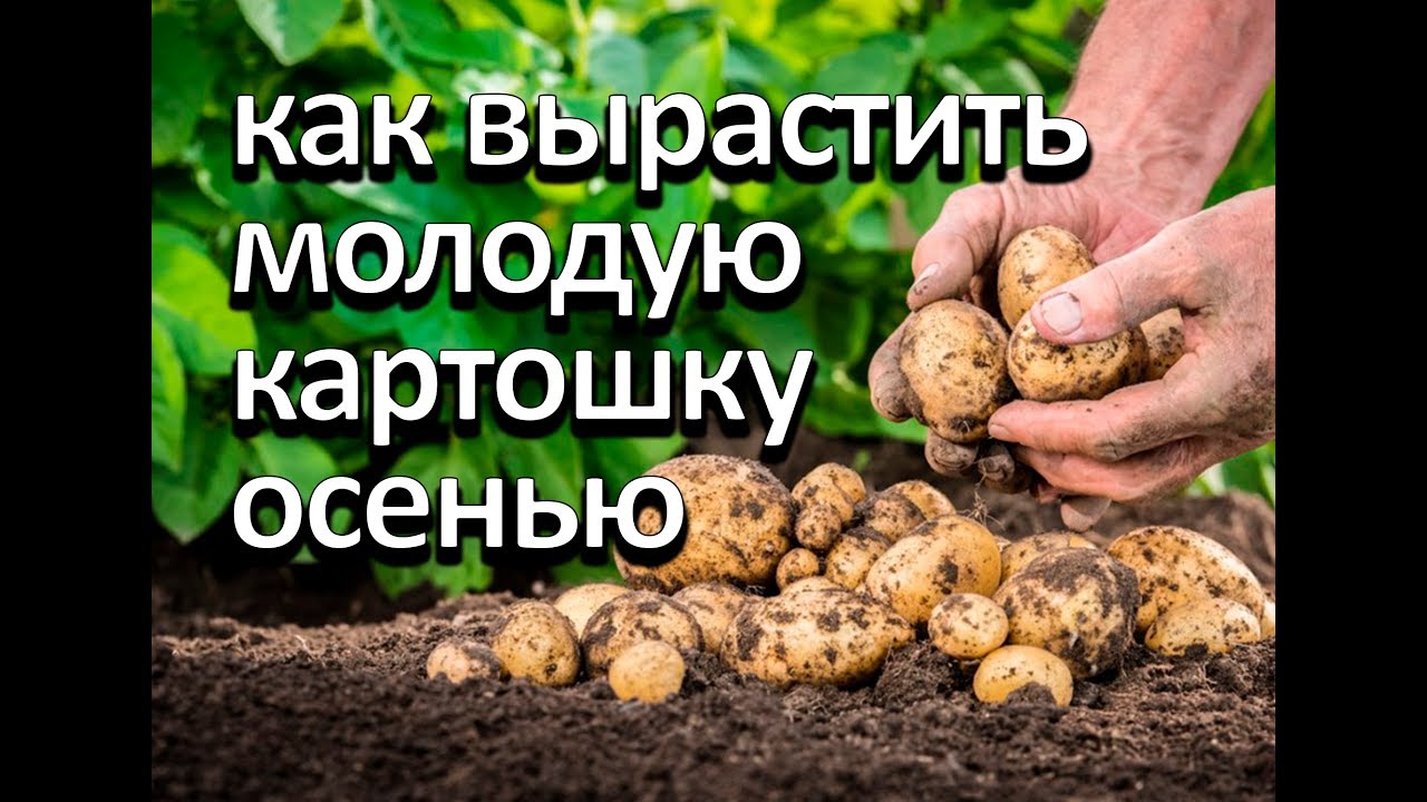 Нажмите, чтобы запустить видео