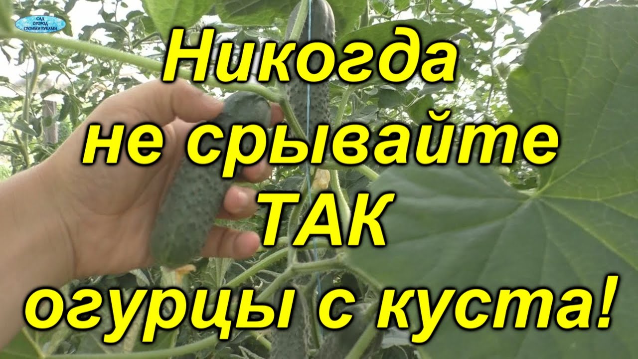 Нажмите, чтобы запустить видео