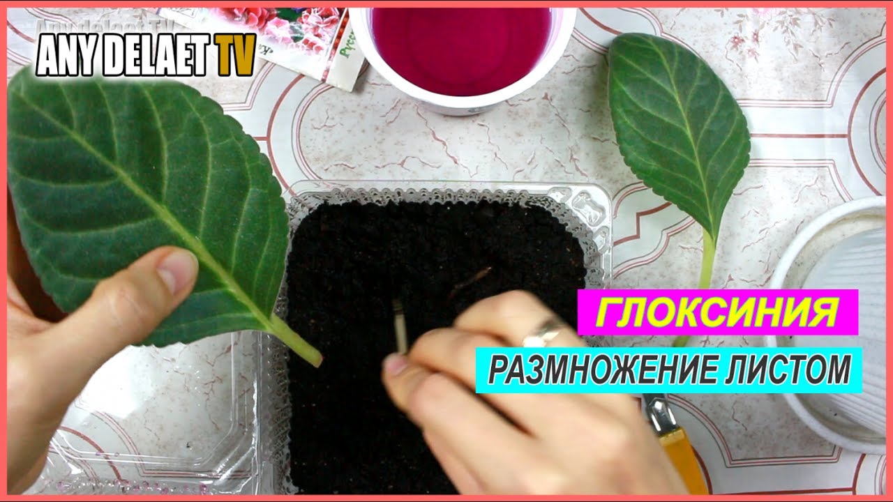 Нажмите, чтобы запустить видео