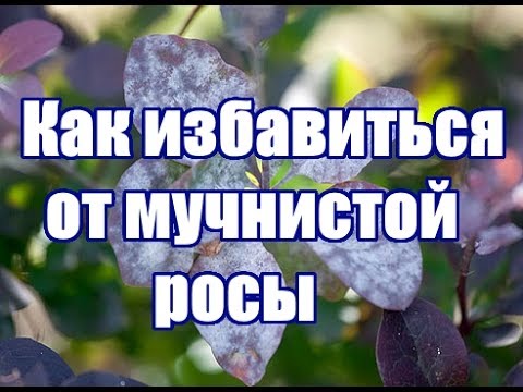 Нажмите, чтобы запустить видео