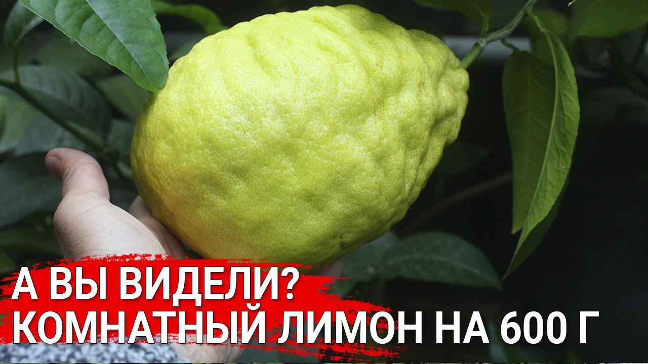 Нажмите, чтобы запустить видео