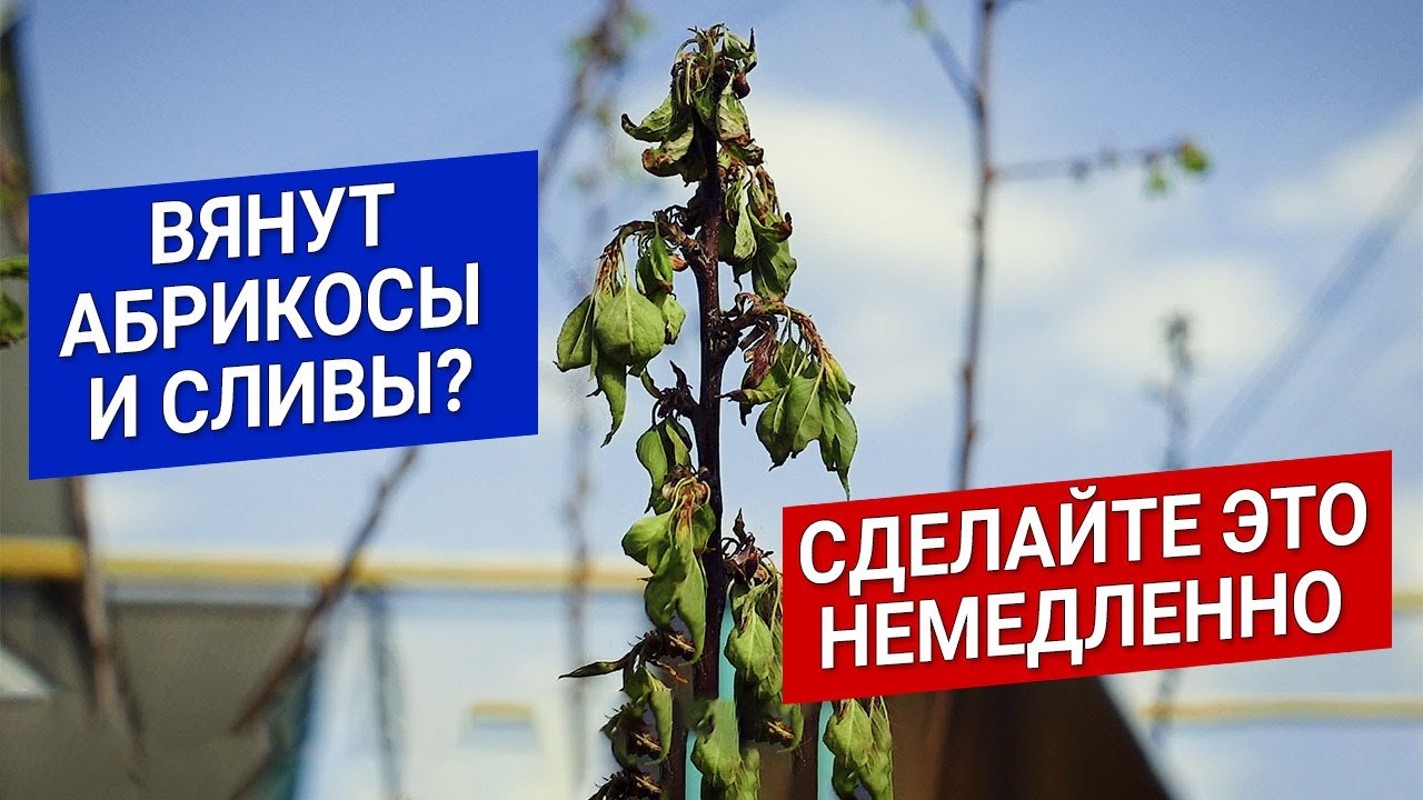 Нажмите, чтобы запустить видео