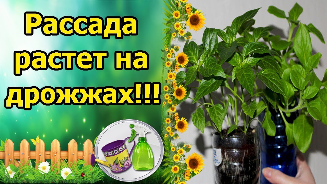 Нажмите, чтобы запустить видео