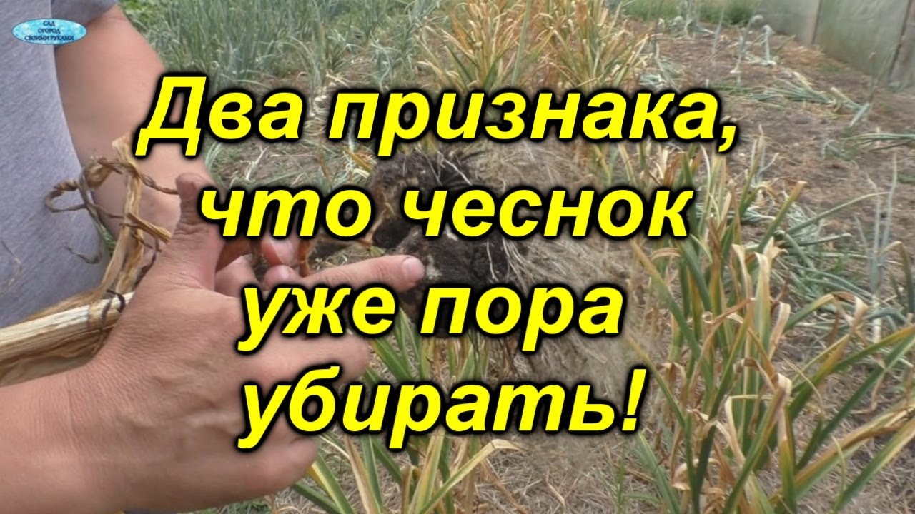 Нажмите, чтобы запустить видео
