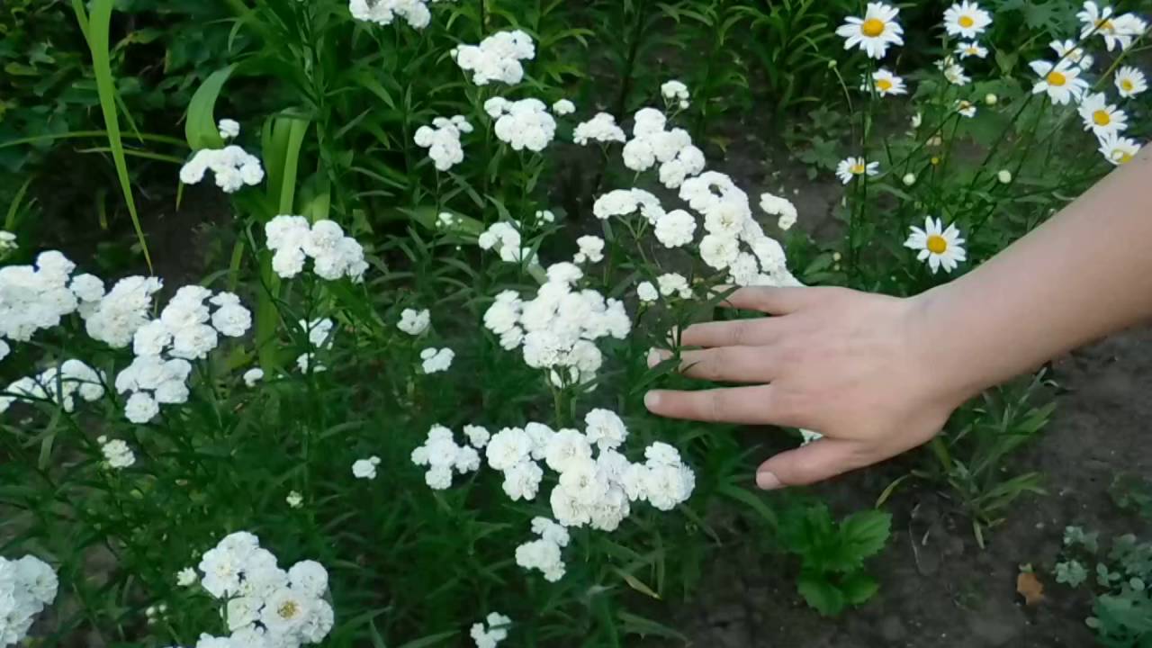 Нажмите, чтобы запустить видео