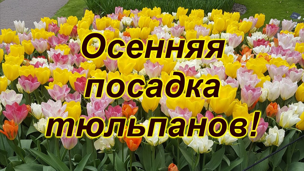 Нажмите, чтобы запустить видео
