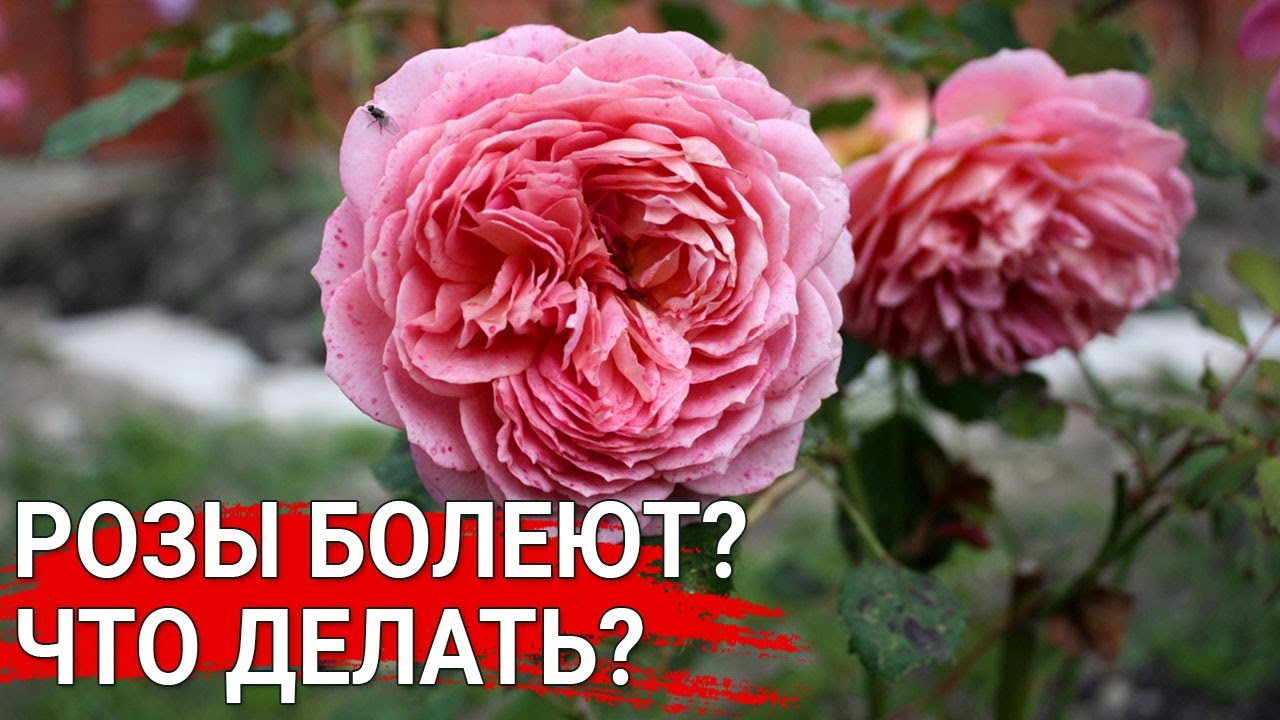 Нажмите, чтобы запустить видео
