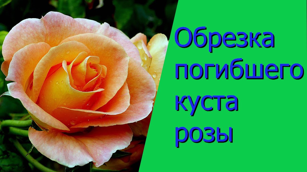 Нажмите, чтобы запустить видео