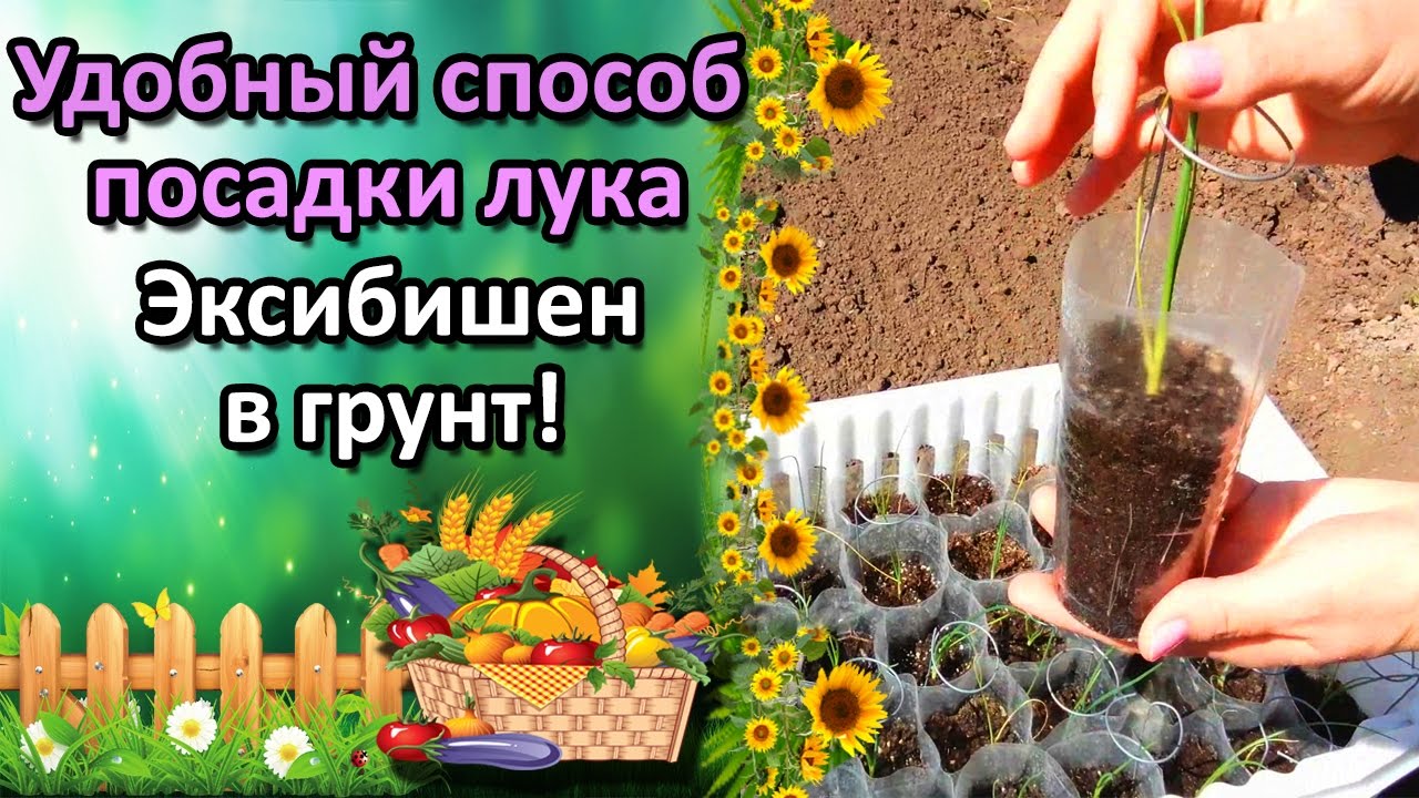 Нажмите, чтобы запустить видео