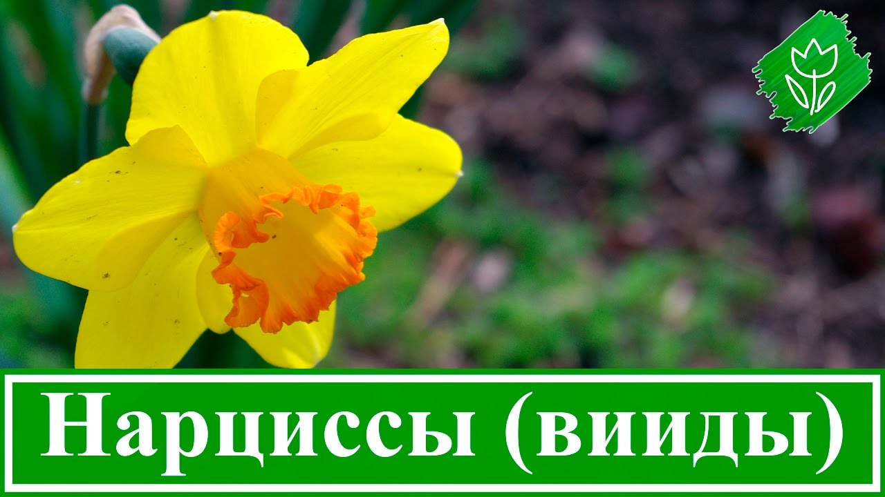 Нажмите, чтобы запустить видео