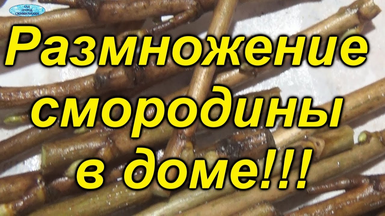 Нажмите, чтобы запустить видео