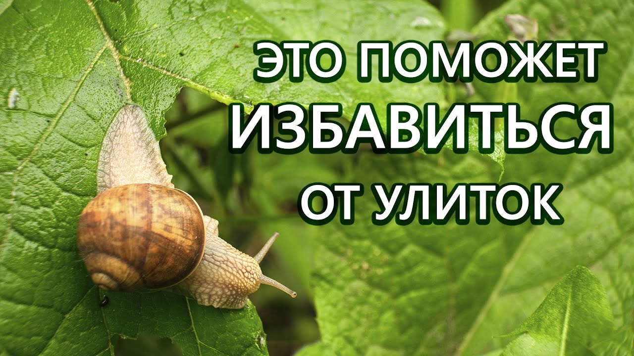 Нажмите, чтобы запустить видео