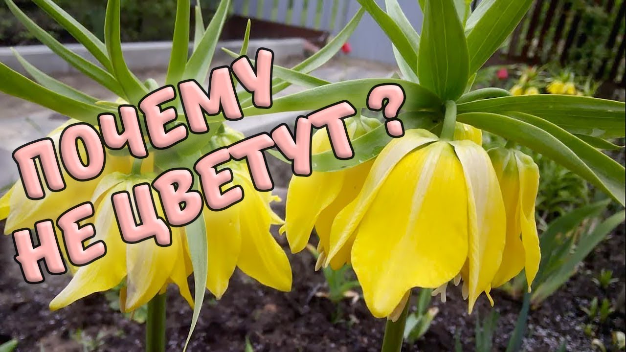 Нажмите, чтобы запустить видео