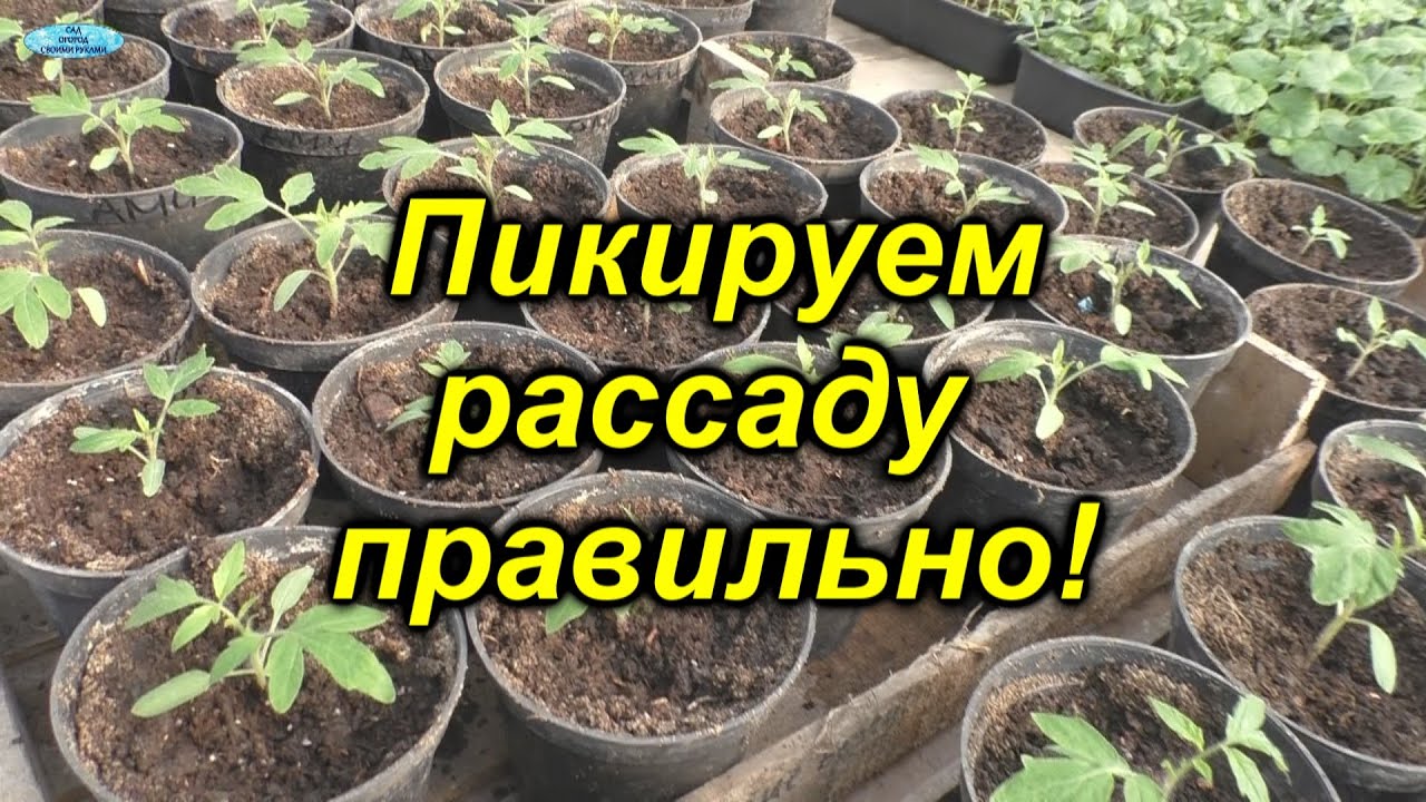 Нажмите, чтобы запустить видео