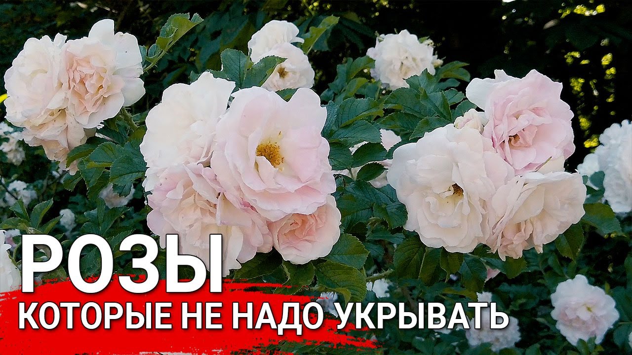 Нажмите, чтобы запустить видео