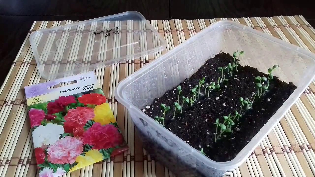 Нажмите, чтобы запустить видео