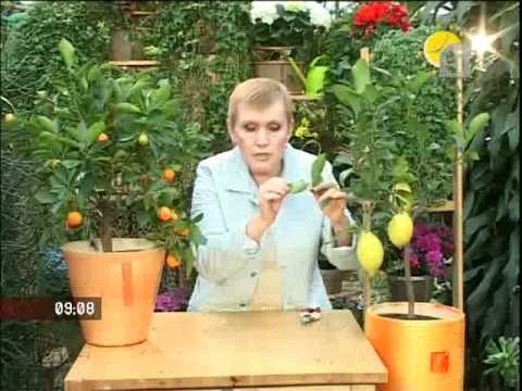 Нажмите, чтобы запустить видео