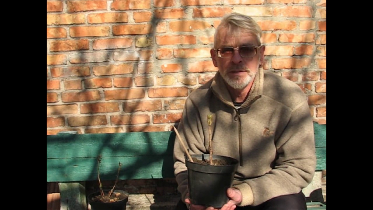 Нажмите, чтобы запустить видео