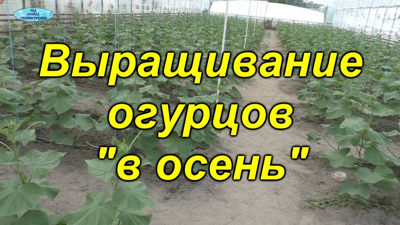 Нажмите, чтобы запустить видео