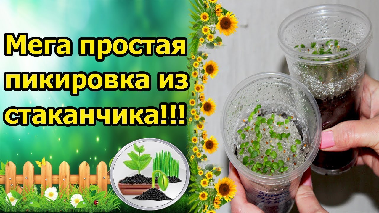 Нажмите, чтобы запустить видео