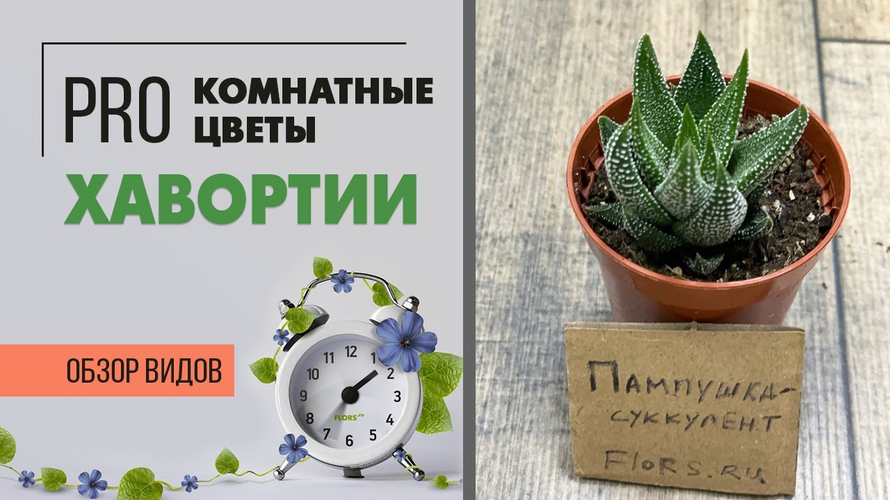 Нажмите, чтобы запустить видео