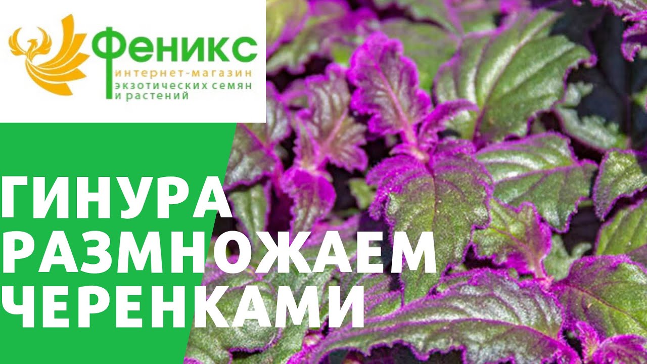 Нажмите, чтобы запустить видео