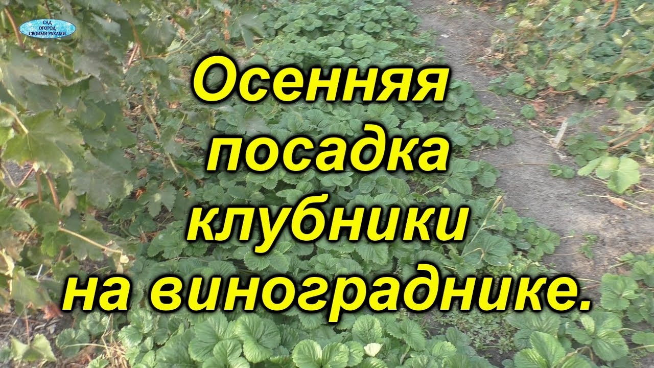 Нажмите, чтобы запустить видео