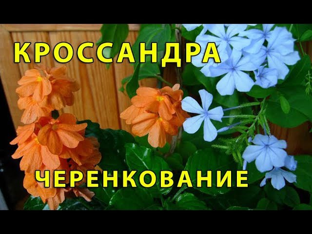 Нажмите, чтобы запустить видео