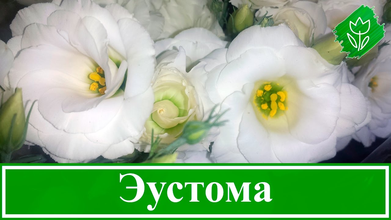 Нажмите, чтобы запустить видео