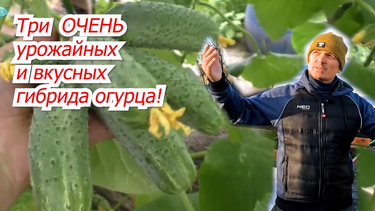 Нажмите, чтобы запустить видео