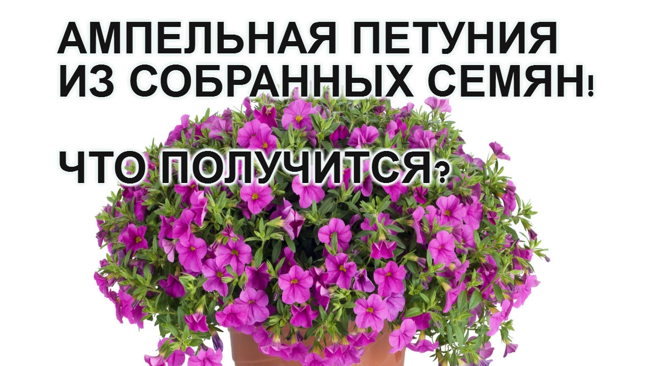 Нажмите, чтобы запустить видео